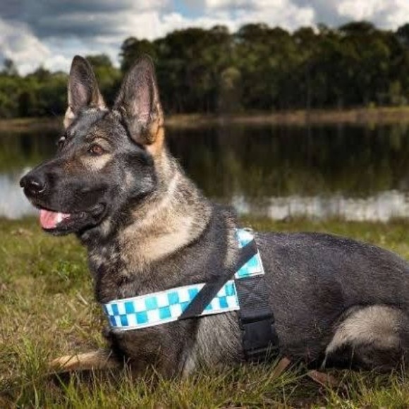 Meet your Posher, Mark - Picture 1 of 1